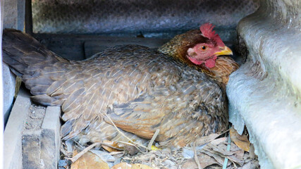 hen looking for hidden space for hatching eggs. hen lay on dried leaves nest. chicken coop. fresh egg from the farm. homesteading lifestyle.