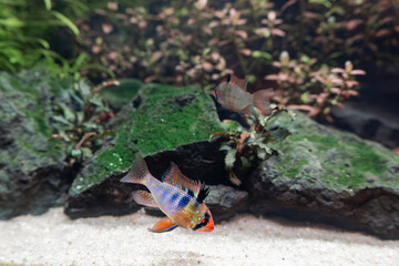 Pielęgniczka Ramireza (Mikrogeophagus ramirezi) © Ania Burczyńska