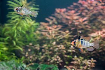 Pielęgniczka Ramireza (Mikrogeophagus ramirezi)