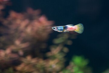 Gupik pawie oczko (Poecilia reticulata) 