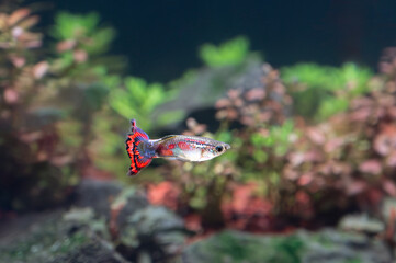 Gupik pawie oczko (Poecilia reticulata) 