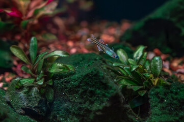 Modrook Gertrudy (Pseudomugil gertrudy)