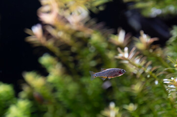 Danio galaxy, Razbora galaxy (Danio margaritatus)