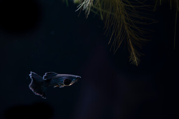 Gupik pawie oczko (Poecilia reticulata) 