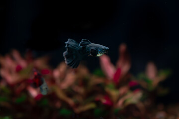 Gupik pawie oczko (Poecilia reticulata) 