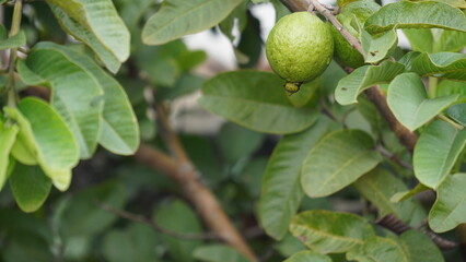  Guava is a tropical fruit with a sweet and slightly tangy taste. It has a yellow-green skin and flesh that can range from white to pink or red. The flesh is juicy and contains many small, edible seed