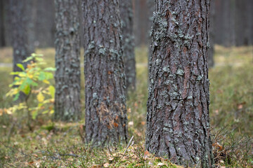 Fototapeta premium Pine forest. Tree trunks as background. Nature scene.