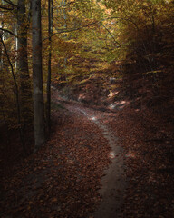 Obraz premium trail in the autumn forest