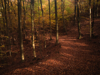 trail in the woods during autumn morning