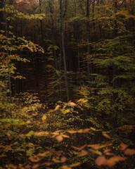 Obraz premium autumn forest