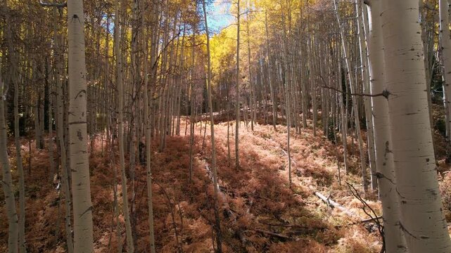 Autumn Flight Through Yellow Aspen Forest With Falling Leaves