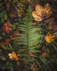 autumn composition of green fern and colourful leaves