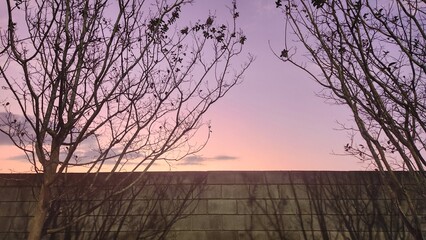 sunset in the forest in winter
