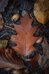 composition of oak leaf with foliage in the background