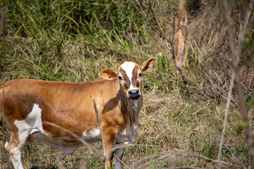 Mini jessey. mini jersey cow eating grass