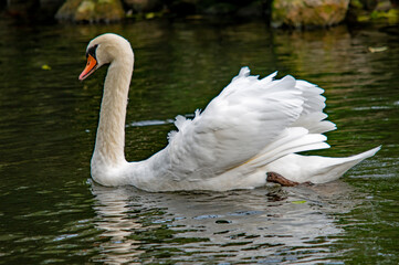 Anmutiger Schwan gleitet &uuml;ber den dunklen See