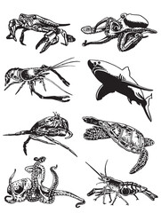 Marine life set isolated on white background,vector illustration	
