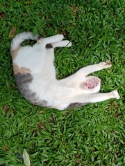 Obraz premium hand holding a mouse