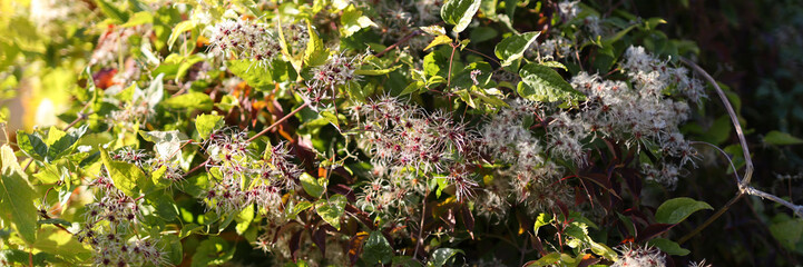A bunch of green plants with white flowers. The flowers are small and clustered together. The plants are growing in a garden