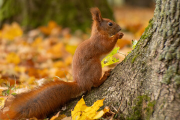Red Eurasian squirrel in a city park in autumn. Wildlife animal feeding and nature. Closeup portrait