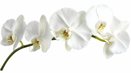 A delicate arrangement of white orchids on a slender stem.