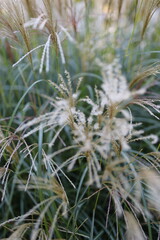 Fototapeta premium A field of tall grass with a few brown and yellow flowers. The grass is tall and the flowers are small, scattered throughout the field