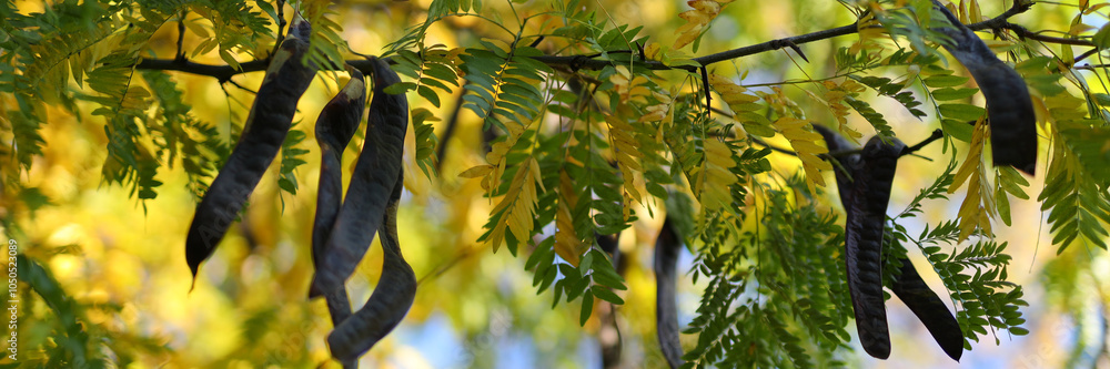 Poster a tree with many pods hanging from it. the pods are brown and have a green stem. the tree is in a fi