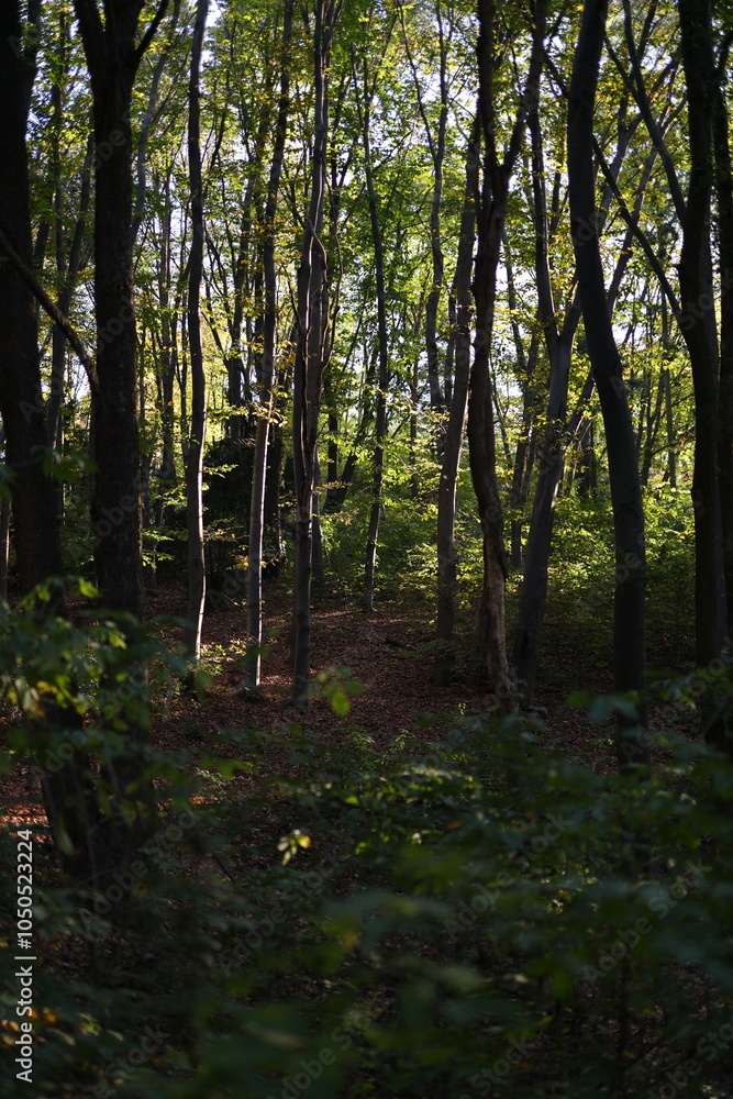 Poster a forest with trees in the background and a few trees in the foreground. the trees are green and the