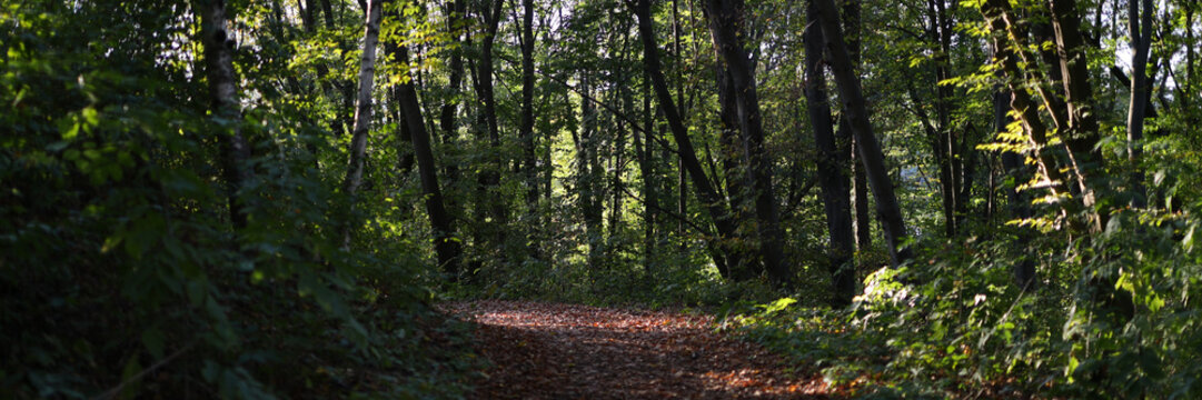 A forest path with trees and leaves. The path is narrow and surrounded by trees. The sunlight is shining through the trees, creating a peaceful and serene atmosphere