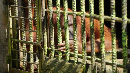 Orangutan in Iron Cage Appearing Sad and Isolated