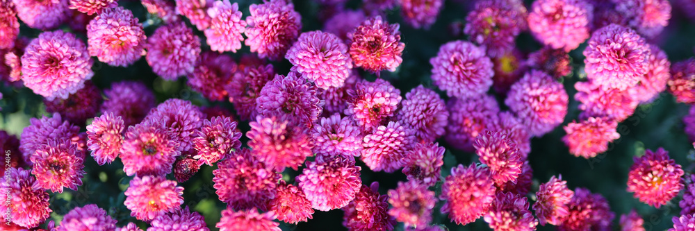 Poster a close up of a bunch of pink flowers. the flowers are in full bloom and are arranged in a way that 
