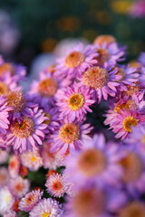 Obraz premium A bunch of pink flowers with orange centers. The flowers are in a field and are in full bloom