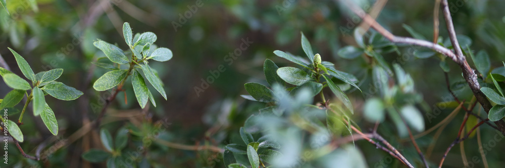 Canvas Prints A close up of green leaves on a tree. The leaves are wet and shiny. Concept of freshness and vitality