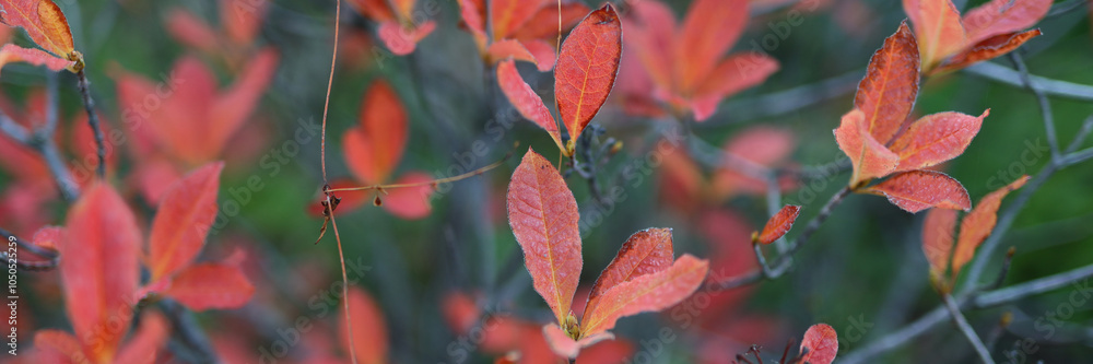 Poster a tree with red leaves is shown in the image. the leaves are in various stages of ripeness, with som