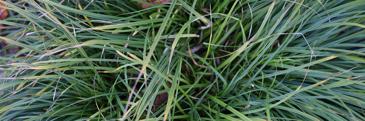 Fototapeta premium A bunch of grass with some brown spots. The grass is green and has a few brown spots