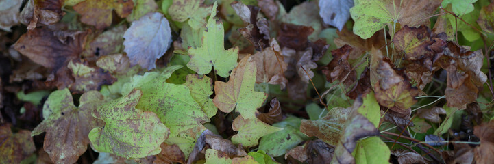 A pile of leaves with some green leaves in the middle. The leaves are brown and scattered around