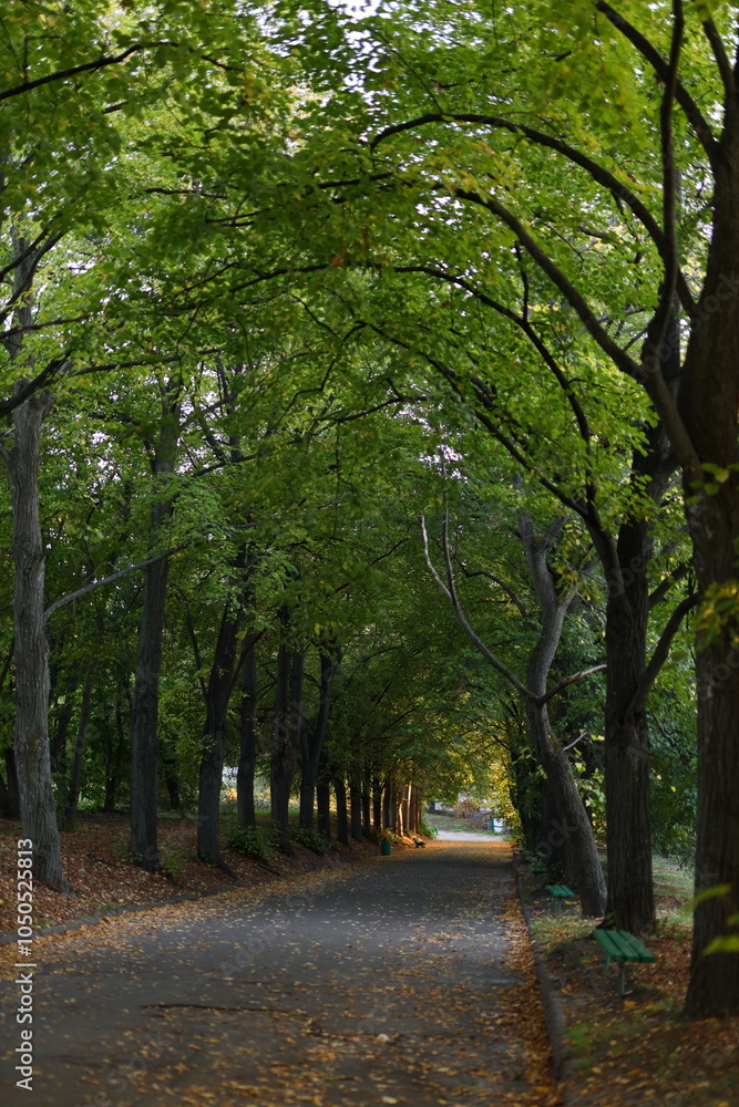 Aufkleber a path lined with trees and a bench. the path is empty and the trees are green