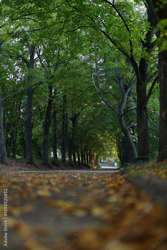 Aufkleber a path through a forest with trees on either side. the leaves on the ground are brown and scattered