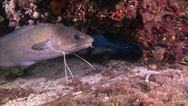 Marine life - Forkbeard fish swimming close to the camera