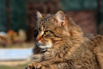 Fototapeta premium Domestic cat.