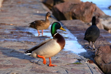 Wild duck.