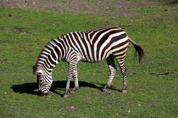 Obraz premium Grazing zebra on green grass.