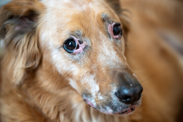 Close up portrait of dog with a allergic reaction