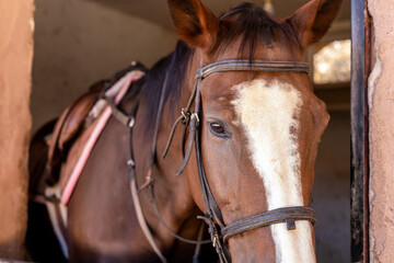 A close-up of a brown horse with a white blaze, wearing a bridle, inside a stable
