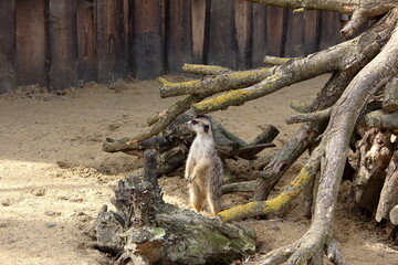 Fototapeta premium Curious meerkat
