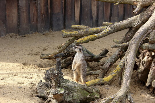  Curious meerkat