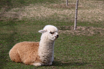 Fototapeta premium Humorous close-up.