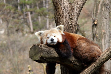 Fototapeta premium Red Panda resting.
