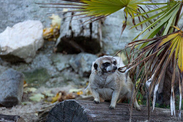 A meerkat standing on a tree trunk lined with palm leaves.In the background stones and a crushed stump.  (Suricata suricatta)