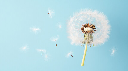 Fototapeta premium The soft, airy texture of a dandelion puff, with delicate seeds, floating in the wind, 